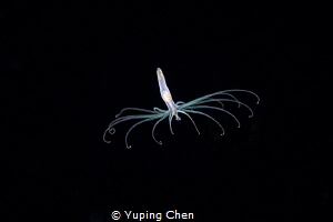 swimming anemone/Arachnactidae (Ceriantharia) larval stag... by Yuping Chen 